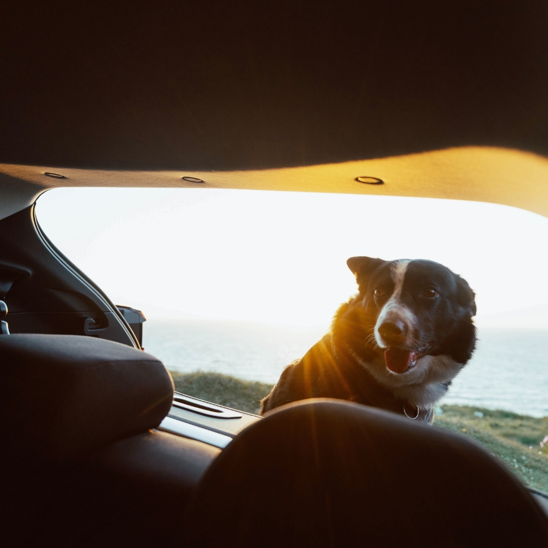 subaruuk's tweet photo. Parked up for golden hour.

#beachtrips #springtrips #subarucrosstrek #happyspring #springadventure #offroading #offroad #roadtrips #subaru #subiefan #suv #subarunation #subarulove #subarucars #subaruuk https://t.co/30Rd34ZVfd