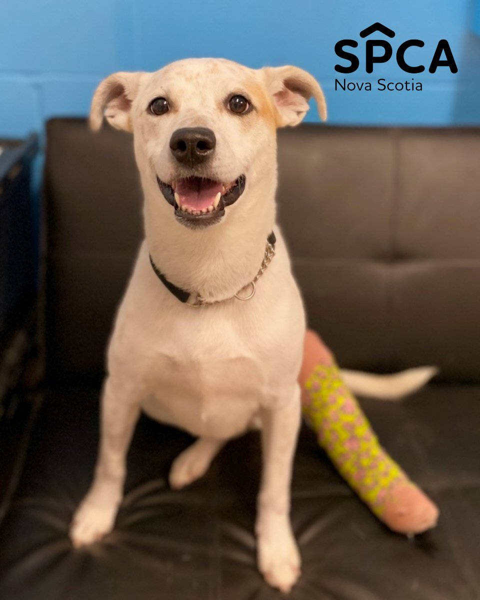 Humane Canada tweet media
