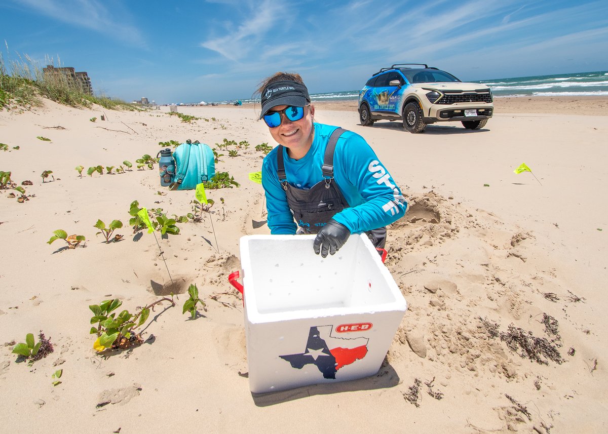Sea Turtle, Inc. tweet media