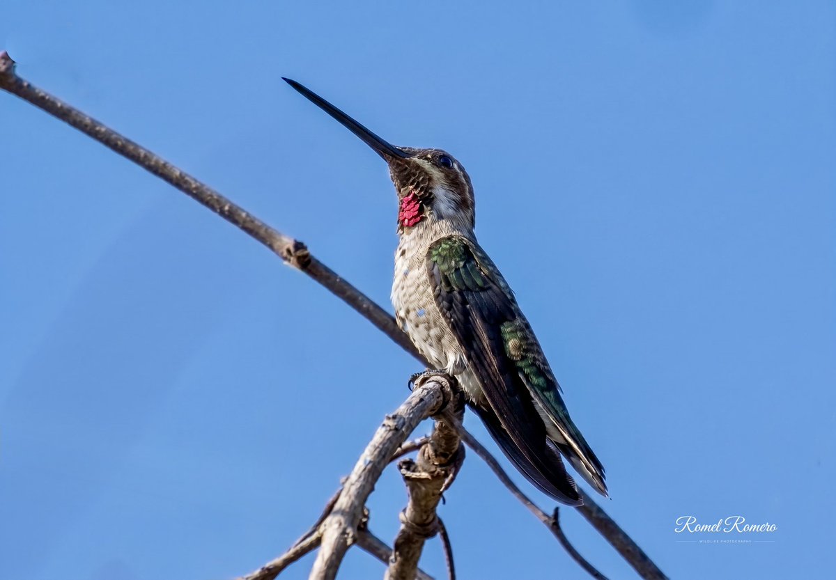 rommelrr's tweet photo. Aves de Lejamaní, Comayagua, Honduras https://t.co/G5ksveCoi1