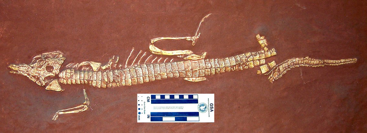 Paleojim's tweet photo. Protosuchus AMNH 3024 type cast at Harvard Museum of Natural History MCZ 2754 from the basal Jurassic Moenave Fm. on Ward Terrace, Navajo Nation, AZ for #FossilFriday @Dr_CrocoGator @Paleontologizin @jurassicguides @NavajoCountyAZ @utahgeological @AZGeology https://t.co/OWW8s1x4hl