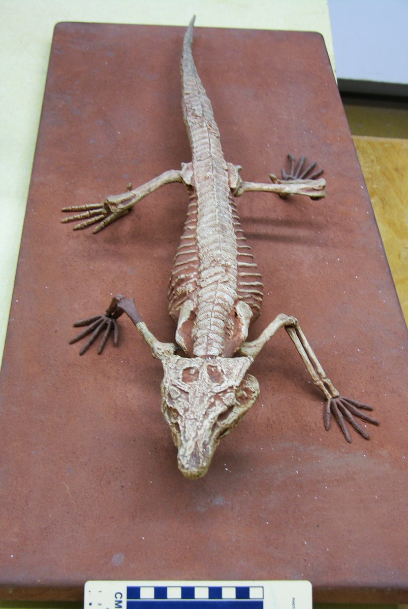 Paleojim's tweet photo. Protosuchus AMNH 3024 type cast at Harvard Museum of Natural History MCZ 2754 from the basal Jurassic Moenave Fm. on Ward Terrace, Navajo Nation, AZ for #FossilFriday @Dr_CrocoGator @Paleontologizin @jurassicguides @NavajoCountyAZ @utahgeological @AZGeology https://t.co/OWW8s1x4hl