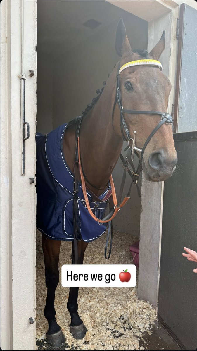 BeckyRacing's tweet photo. My amazing beautiful Apple finished 6th in the French Champion Hurdle today🍎🇫🇷💛She ran her heart out as always and continues to prove what a truly special mare she is. A horse of a lifetime and I couldn’t be prouder of her! Massive thank you to the team at @lucindavrussell ! https://t.co/mvl6JpFx9F