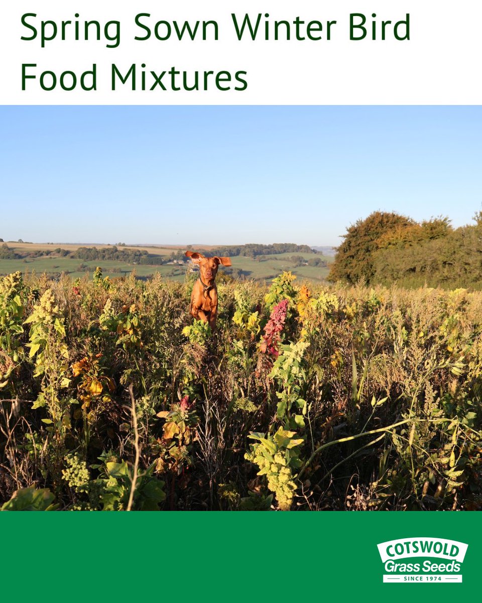 Cotswold Seeds tweet media