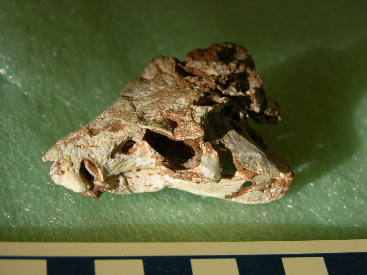 Paleojim's tweet photo. Then of course Harvard has real specimens from that amazing localty. Protosuchus MCZ 6727 #FossilFriday too https://t.co/cUJNEmQUXK