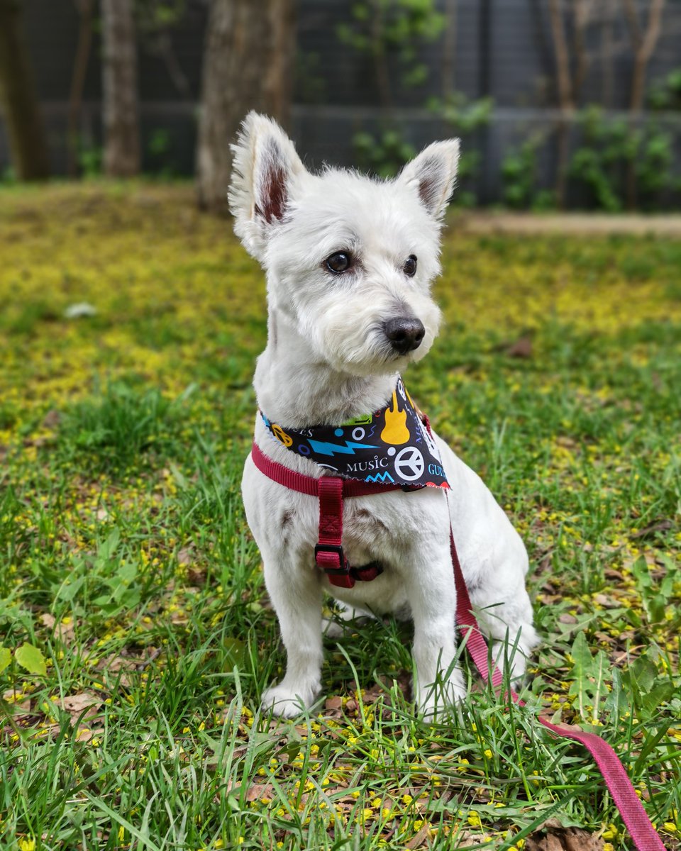 NotNikoStreams's tweet photo. The dog got a haircut and we're LIVE for Saturday afternoon!!

🕹️https://t.co/EMDKLagh7a
🕹️https://t.co/mAfEIf9WWx https://t.co/P0nfO7L7jW