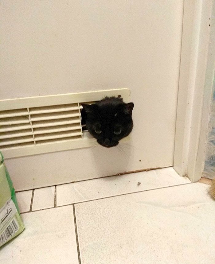 Black cats are not bad luck tweet media