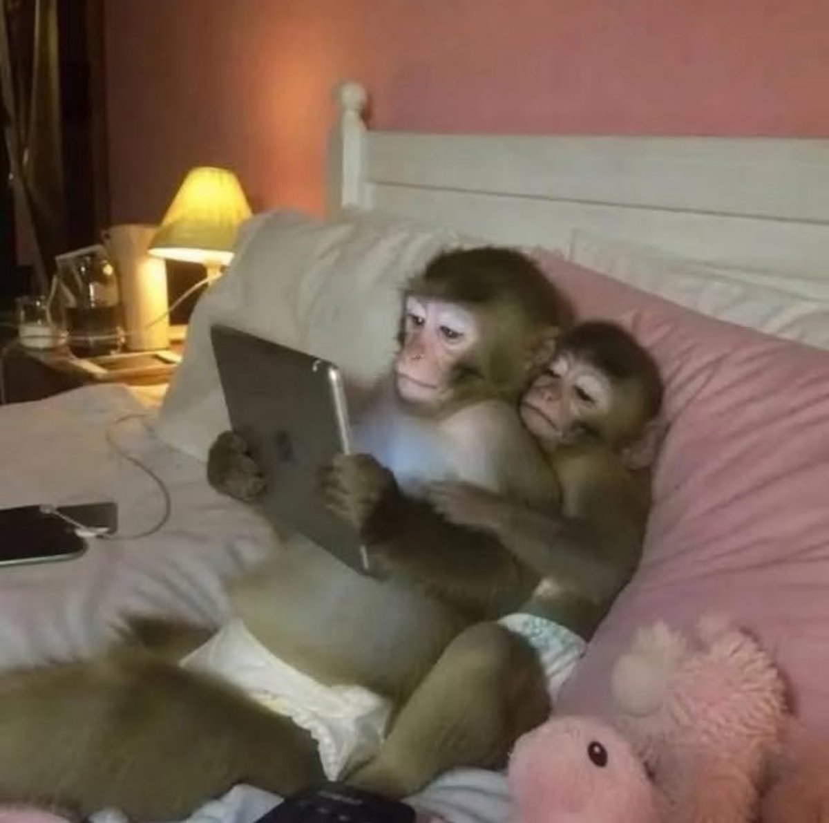 Out Of Context Monkeys tweet media