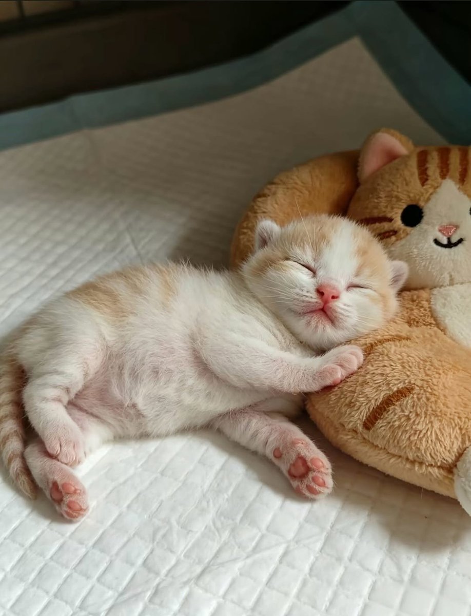 Daily Cat Posts tweet media