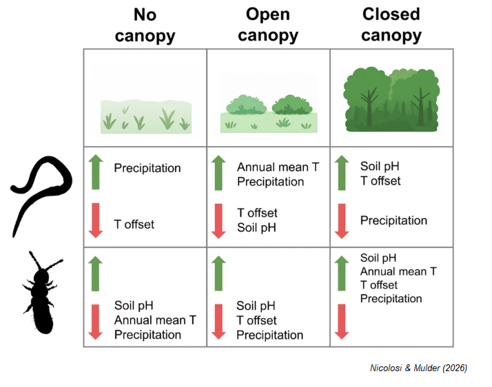 CommunityEcol's tweet photo. 📄 🪱 🌳A new #OpenAccess study investigated how belowground #biodiversity is shaped by #soil properties, climate, and #vegetation structure, and found that vegetation canopy acts as a critical mediator of climatic impacts on #soilfauna

🔗 https://t.co/JfArmohD9c

#ecologypaper https://t.co/paDknTefMU