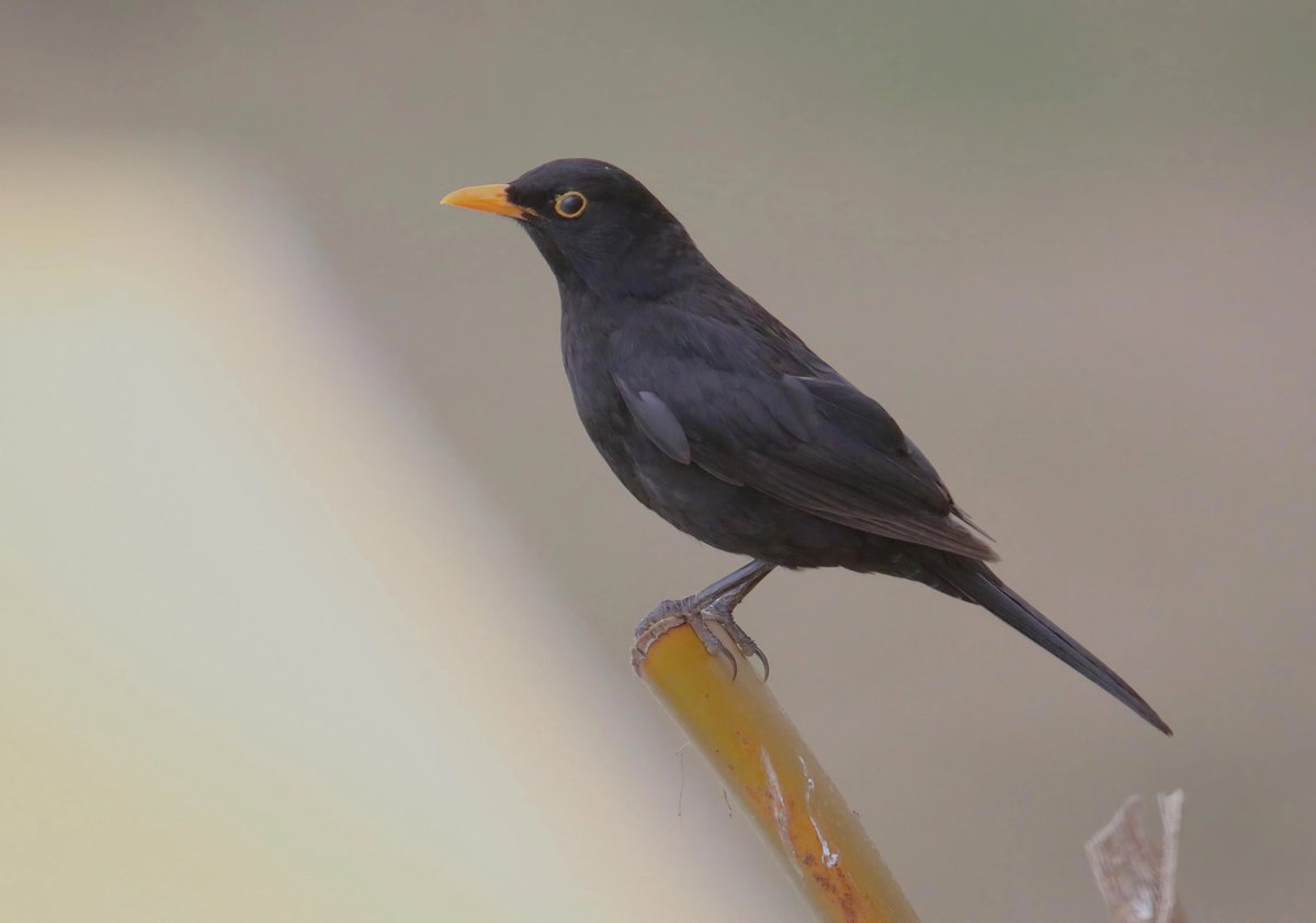 wildlife nick tweet media