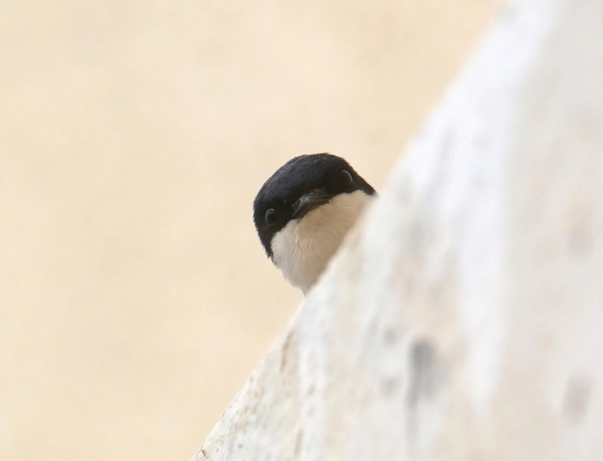wildlife nick tweet media