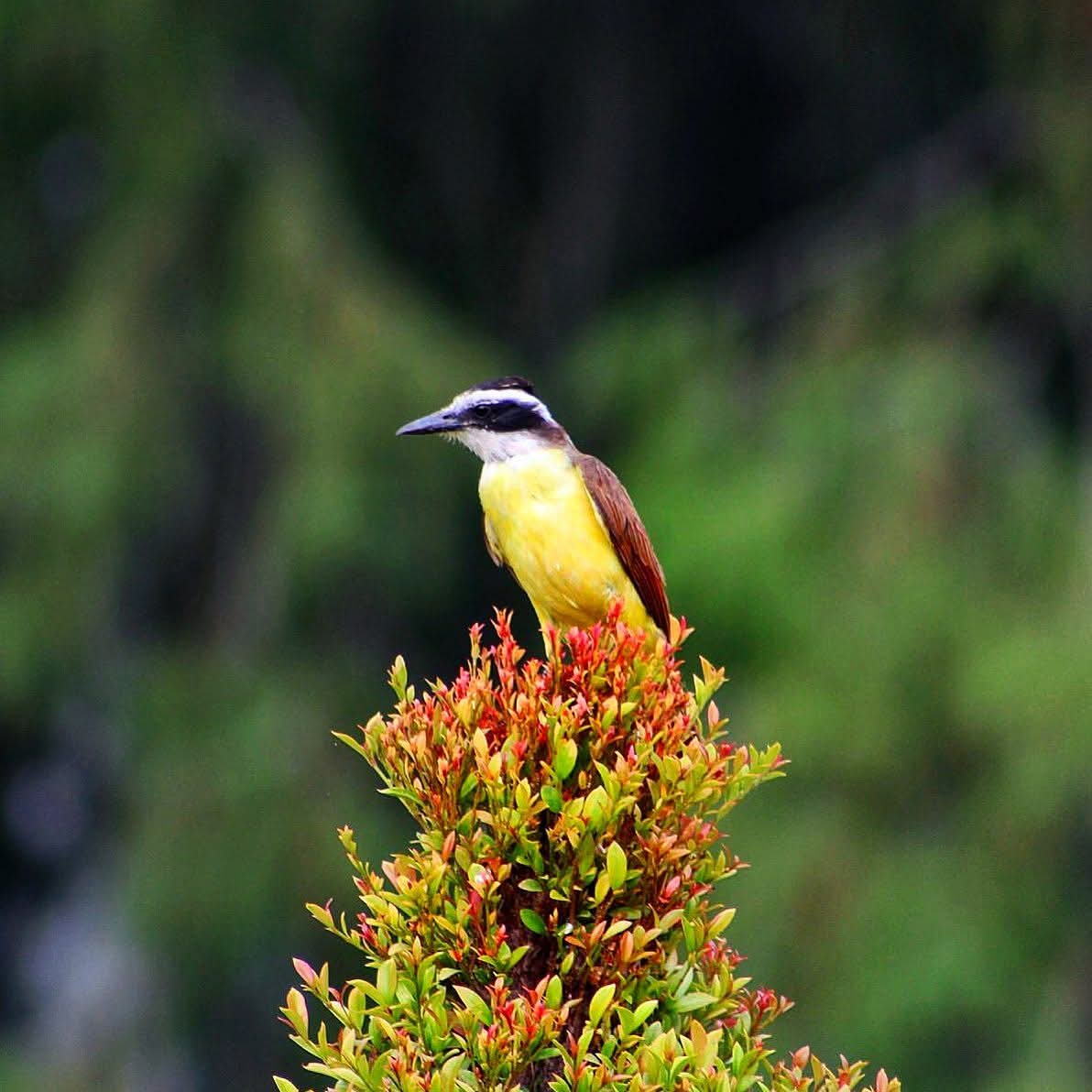 mosave_87's tweet photo. Esta ave se quedó posando un buen rato para mi.
📷 IG: monicasauza
#Oaxaca #eltule #birdphoto #NaturePhotography https://t.co/6dSJd50JsF