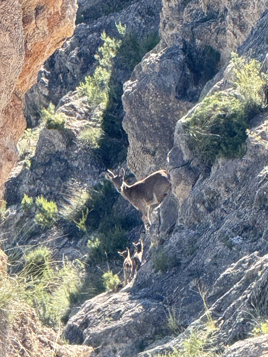 facamis25's tweet photo. Cogiéndole el gusto👨🏼‍🦯‍➡️⛰️🐐 https://t.co/JUFk2ckFNr