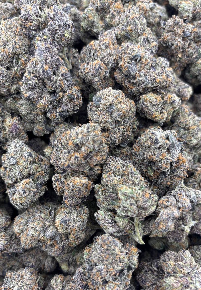 GIAEXOTIX's tweet photo. Cosmic berries
-Dense Nuggs
-Beautiful color
-loud Candy Gas 9/10 π
Check out the link for full media
https://t.co/tkIcvoIvYw
#indoorweed #lightdeps #okc #stoners #thc #terps https://t.co/HAuKQteqPS