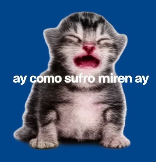 merkancia tweet media