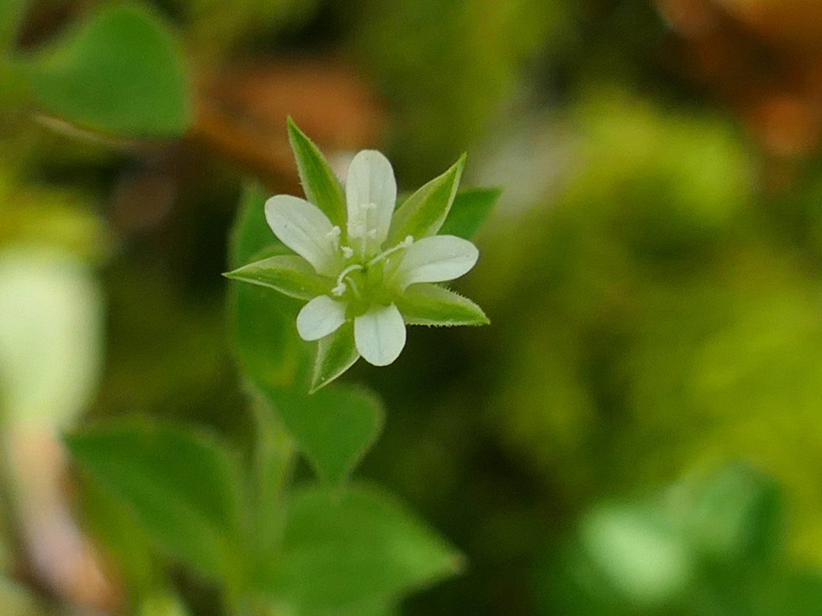 RogerRob473's tweet photo. Three-nerved sandwort (moehringia trinervia) - tiny flowers if not the tiniest of plants - for the #tinyplants challenge this week. The leaves have 3-5 distinct veins instead of one central vein. Spotted in woodland at Headley (near Newbury), 13th May. #wildflowerhour https://t.co/JftAE7eANV