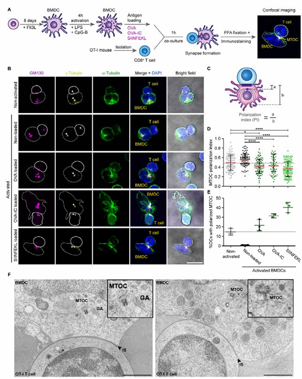 LabWaggoner's tweet photo. @biorxivpreprint IL-12 is preferentially released at synapses formed with T cells displaying higher T cell receptor affinity, providing a mechanism for selection of the most potent T cell @uppsalauni
https://t.co/FTECei1uSv 🇸🇪 https://t.co/LeB4GN0F70