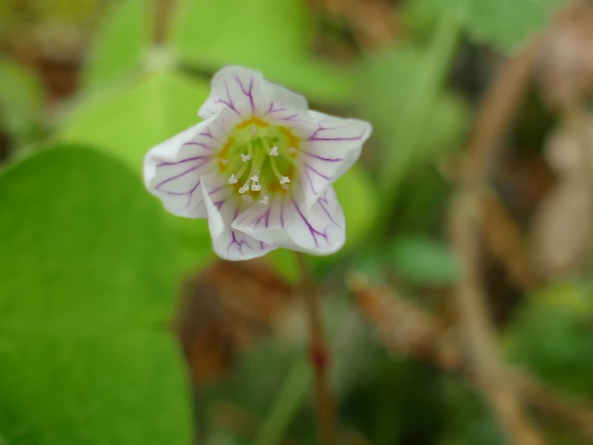 RogerRob473's tweet photo. Not able to get out and about at the time of the woodland plants challenge this year but, back on my feet, pleased this week to find wood sorrel, a favourite woodland flower, still in bloom in woodland at Headley (near Newbury), 13th May. #wildflowerhour https://t.co/k1hUZg5cwi