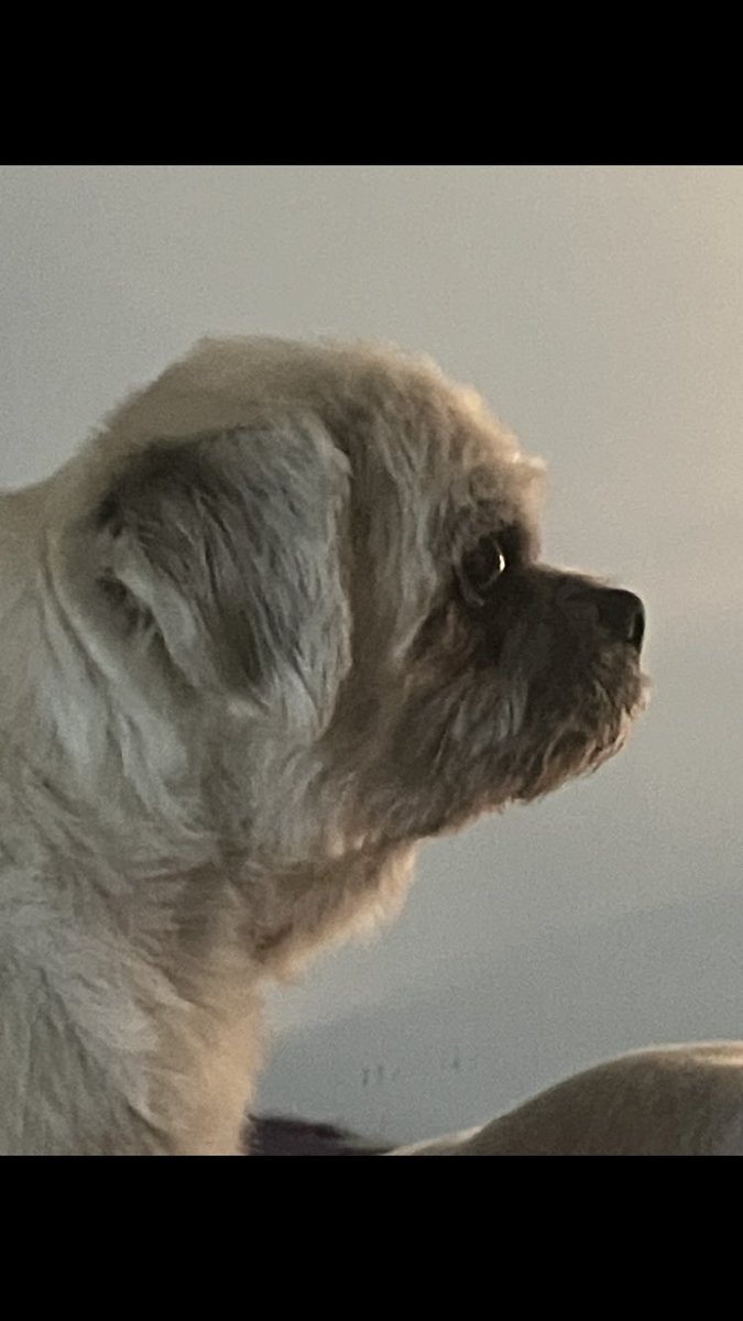 Tink - Fursis to Zoe 🐞 RIP Tyrrell 🌈 tweet media