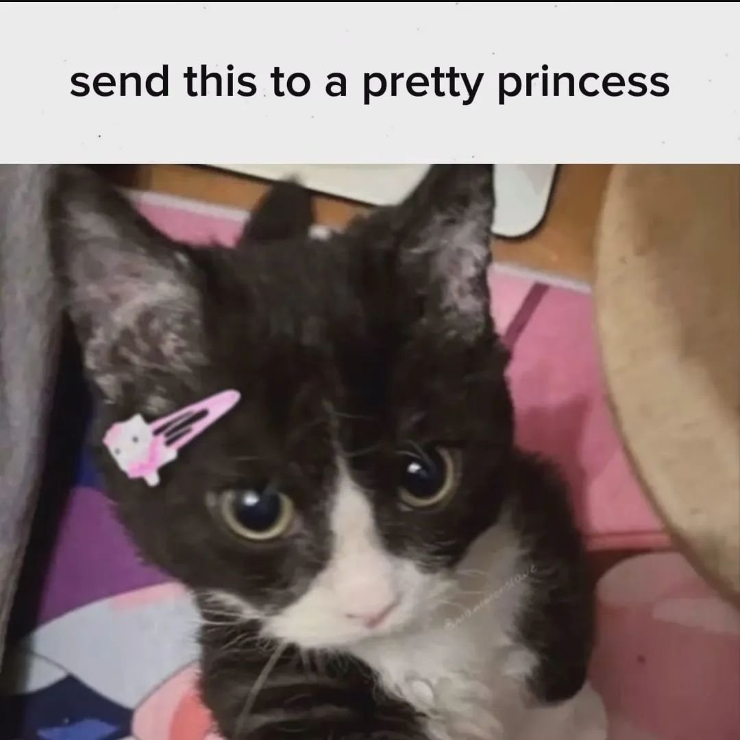Punch Cat tweet media