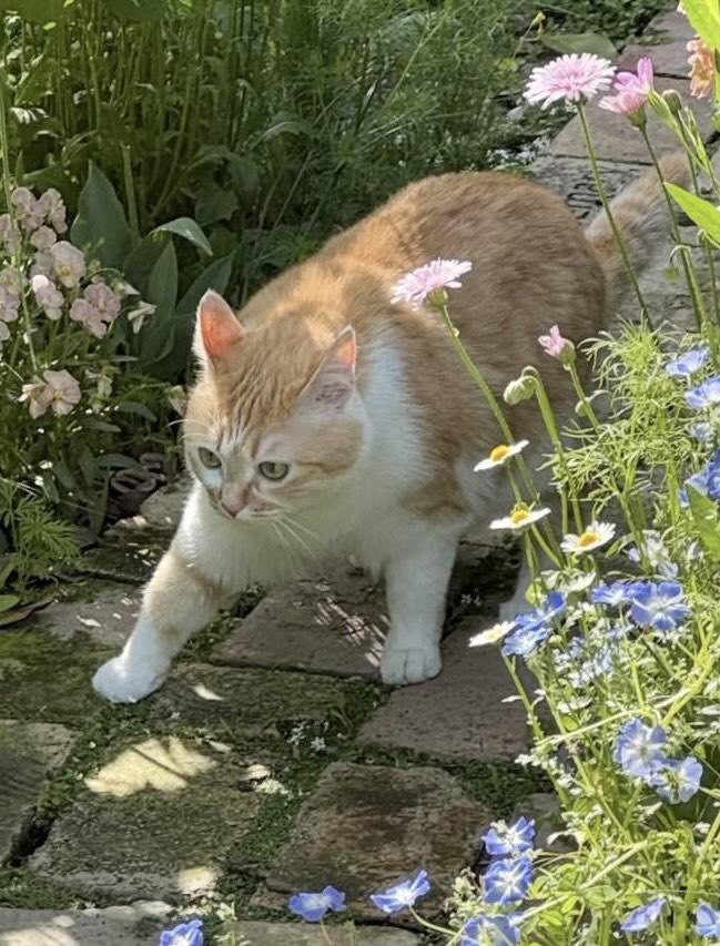 meow tweet media