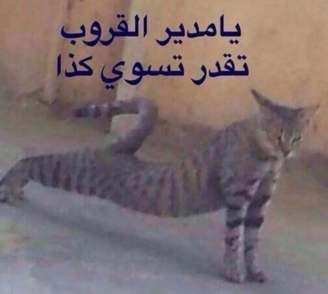 حلقه29. tweet media