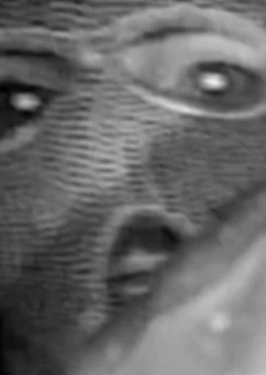 TrueCrime_GoBirds tweet media