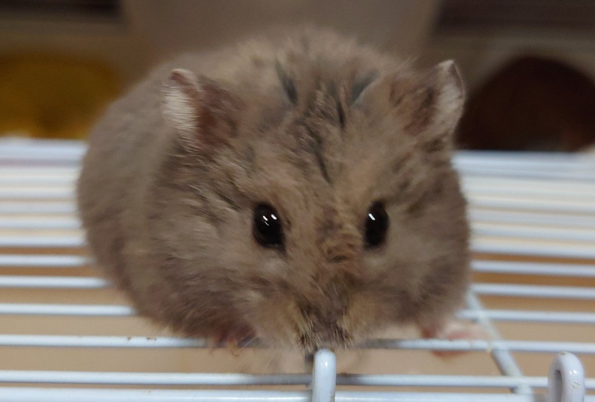 おけい tweet media