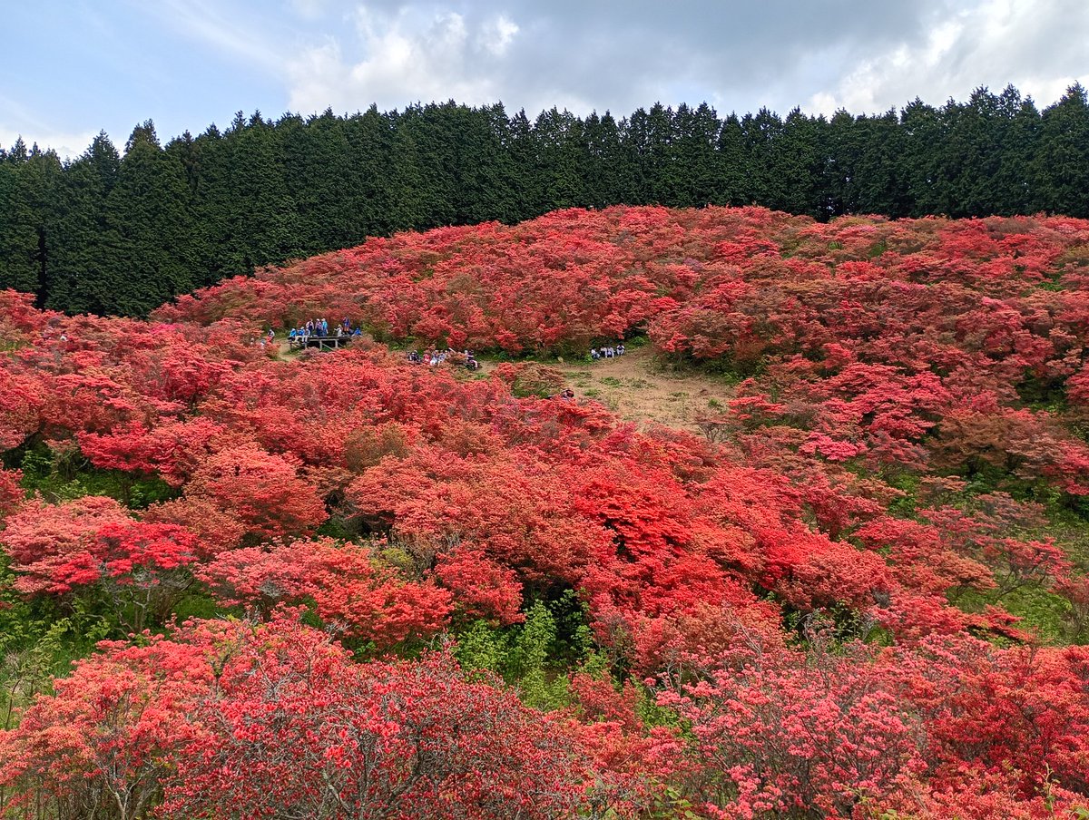 unpairo's tweet photo. 山頂の南斜面を埋め尽くすツツジの大群落。ややオレンジがかった一面のツツジは「一目一万本」とも称される。
東は奈良盆地を一望、南には金剛山がどっしり構えるなど周囲の展望も素晴らしい。
個人的には下山で調子を崩してしまい、コンディション調整に課題を残した。

#大和葛城山 https://t.co/UnrtPSm90E