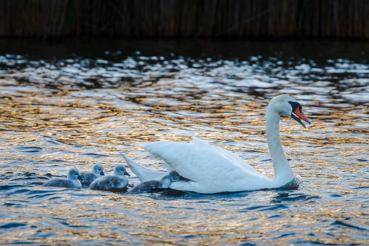 Cornwalloncam's tweet photo. A little different from my usual stuff — swans and cygnets at Swanpool near Falmouth.
I’m not a wildlife photographer, but it was amazing to watch them out on the water with their parents.
#Swanpool #Falmouth #Cornwall #WildlifePhotography https://t.co/1uQs3imSG9
