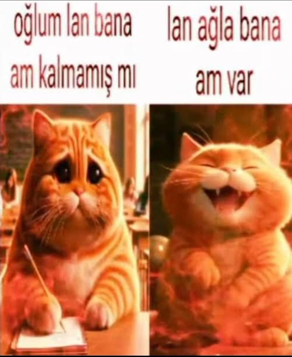 selim tweet media