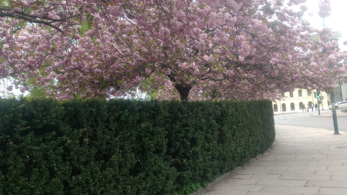 XiaoLongCosplay's tweet photo. Spending my time this week, in a country I feel most at home in, compared to the sh*t show where I was born 🇳🇴🇳🇴
#ImmigrantsmakeBritiangreat
#saynotoracism
#Norway 
#Europe
#Schengenzone https://t.co/gH8TnYpYNQ