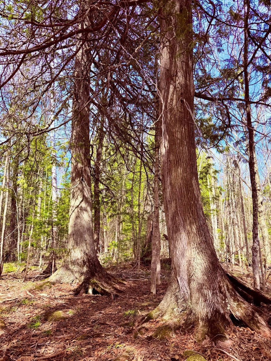 offgridding's tweet photo. 2 giant cedars - the twins, one of my favorite spots. Impressive. Just a short hike from the studio, away from our tiny clearing. 

If you’ve heard about the fires up here, we’re okay. Some folks lost their homes.

Spend time in the wilderness today. Find the peace that can only be found in God’s creation, unspoiled.