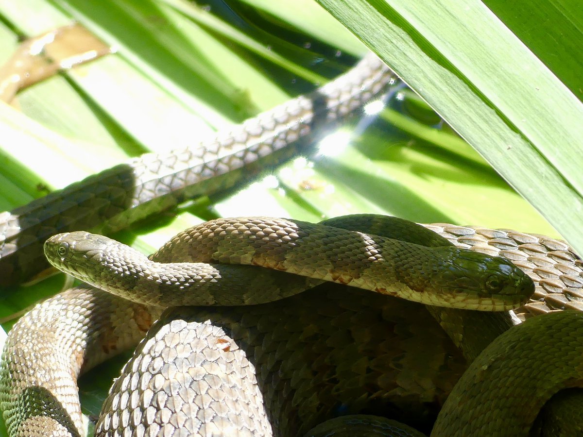 Conthescene's tweet photo. Happy little family of water snakes sunbathing in The Lily Pond at Tregaron Conservancy in Washington DC 🐍 🌞 https://t.co/Zdmtuelcy5