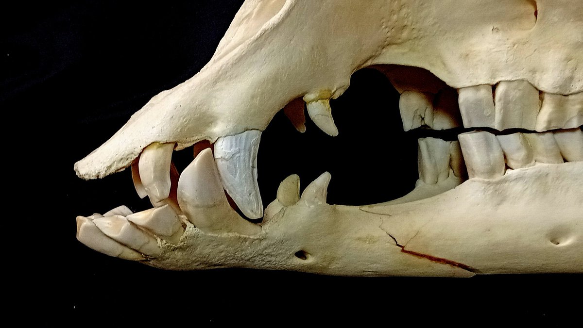 ラクダは植物食、反芻動物なのに犬歯がスゴイ！ しかも上顎の切歯1と小 