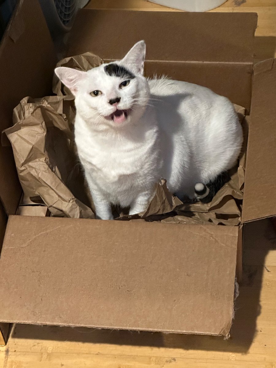 SchroderStark's tweet photo. It’s #Caturday and it’s been busy around the house today.  I’ve been taking care of Mommy (she seems a little better today) while My sister Chocolate’s been supervising Daddy while he’s sewing a Houppelande 

#CatsOfTwitter #CatsOfX https://t.co/A9RmX1idbI