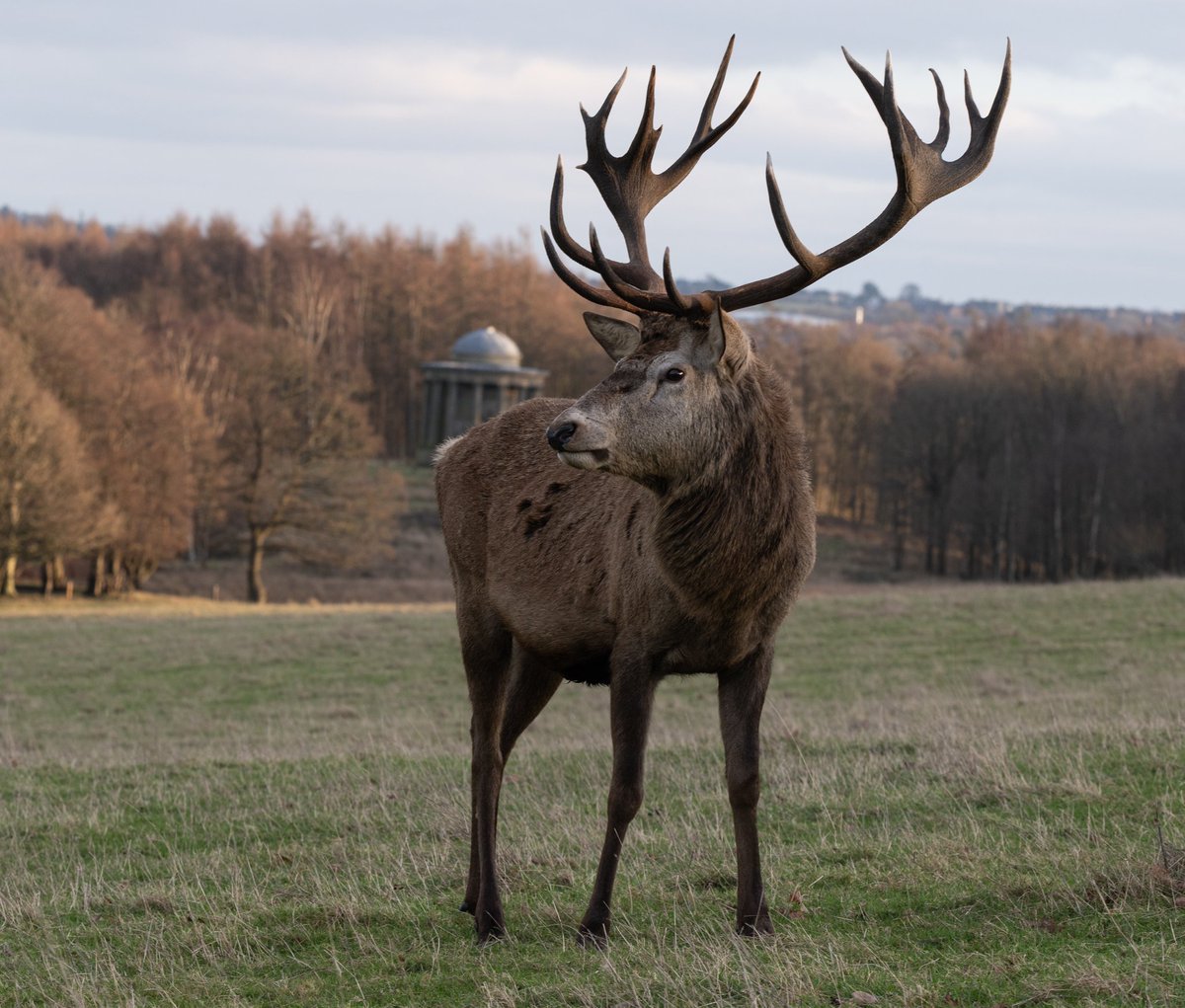 JohnCoc77805326's tweet photo. Look at the size of this beauty.👍
#nature #PHOTOS  #wildlifephotography 
#bbccountryfilemagpotd #BBCWildlifePOTD @ThePhotoHour @wildlifemag @StormHour #photooftheday  @Natures_Voice #nikonphotography #springwatch #deer https://t.co/51LdDDmsUV
