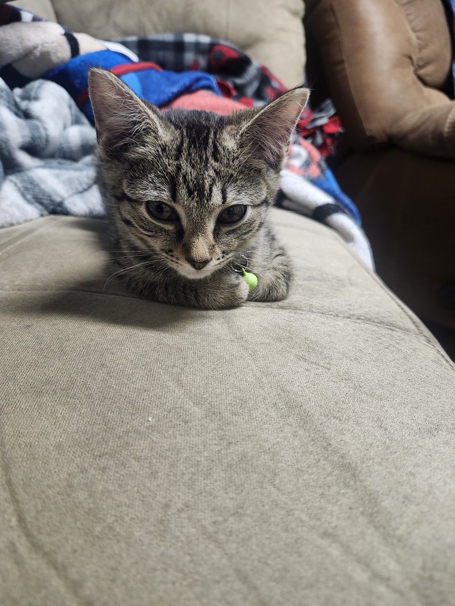 Jamestheref123's tweet photo. Recently I adopted a kitten, and named him Sam Axe after @GroovyBruce character on Burn Notice. Even uses the Chuck Finley alias when we go adventuring. https://t.co/WoM0UM4981