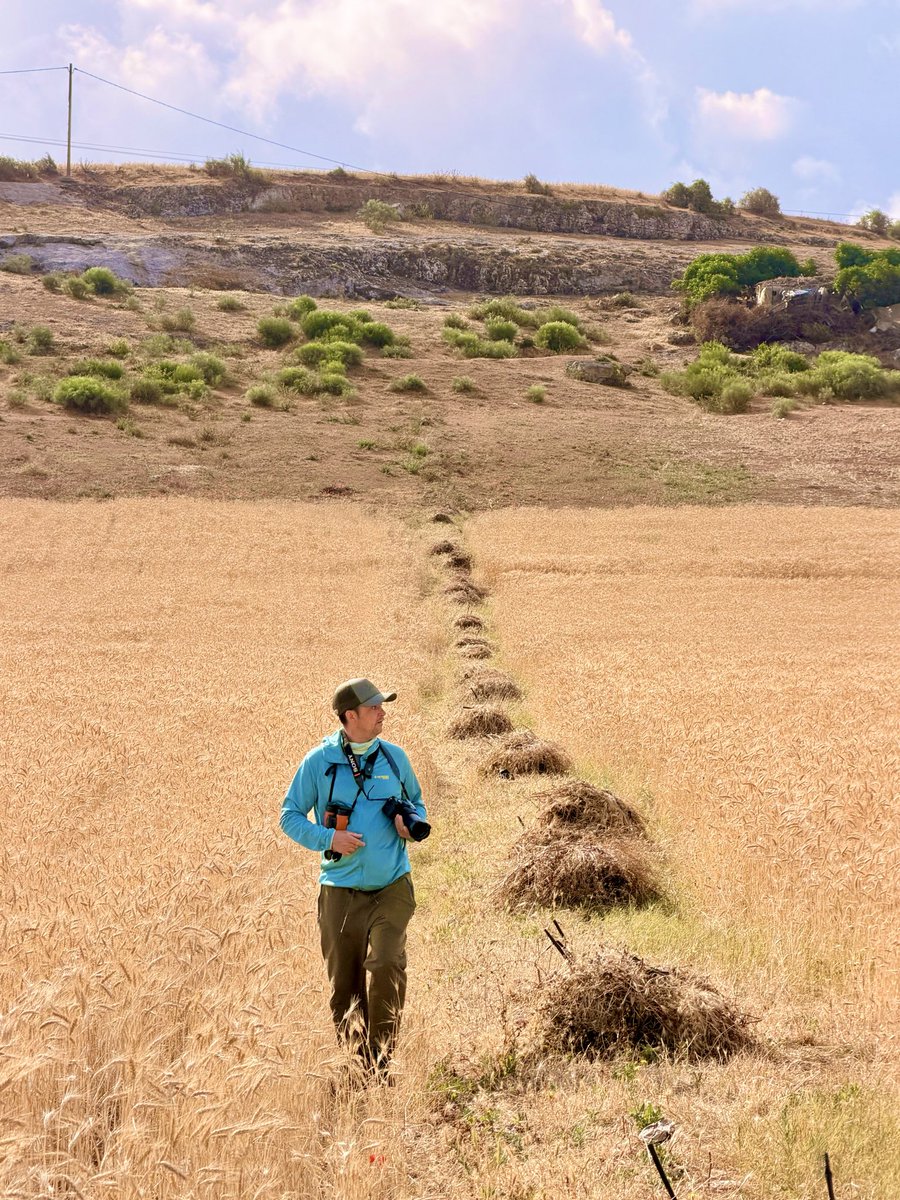 Hamidmoroco's tweet photo. Excellent views today of a Small Buttonquail after hearing two birds calling repeatedly — one of the toughest Western Palearctic birds to see well!
Join us on one of our birding tours, or book a private birding trip for any date.
🌍  https://t.co/vKYKror5Ev
#BirdsSeenin2026 https://t.co/5Nh5qrxTNP