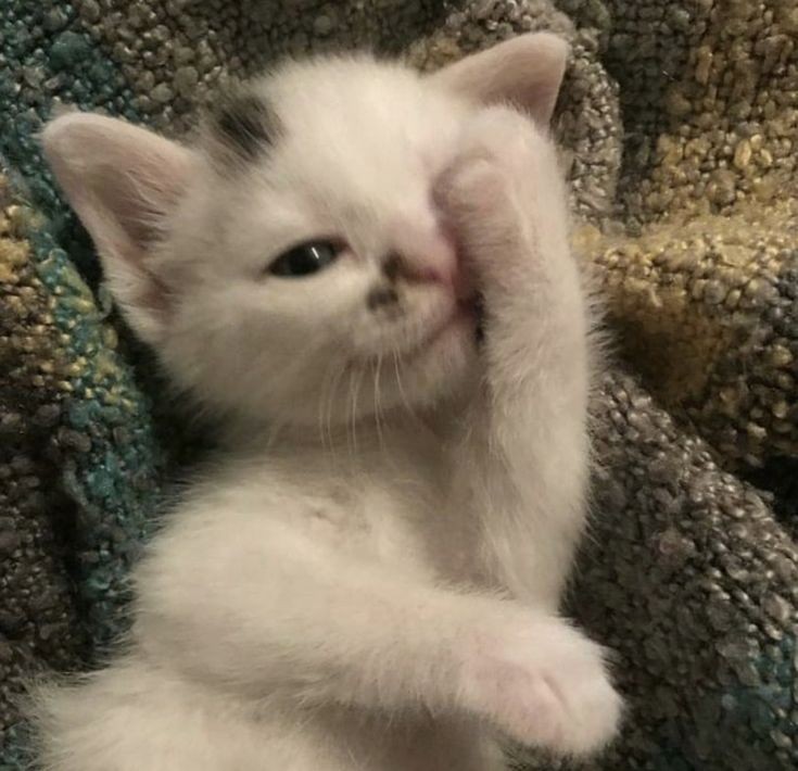 daily cats ♡ tweet media