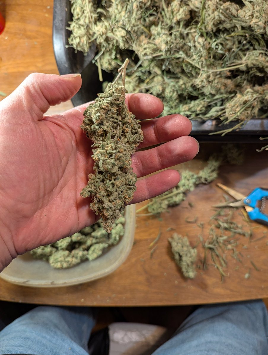 Sticky_n_Stinky's tweet photo. Trimming Blue Dream &amp; smokin purp with Kurp 

@duncantrussell @kurtmetzger https://t.co/uYYAJp3XQo