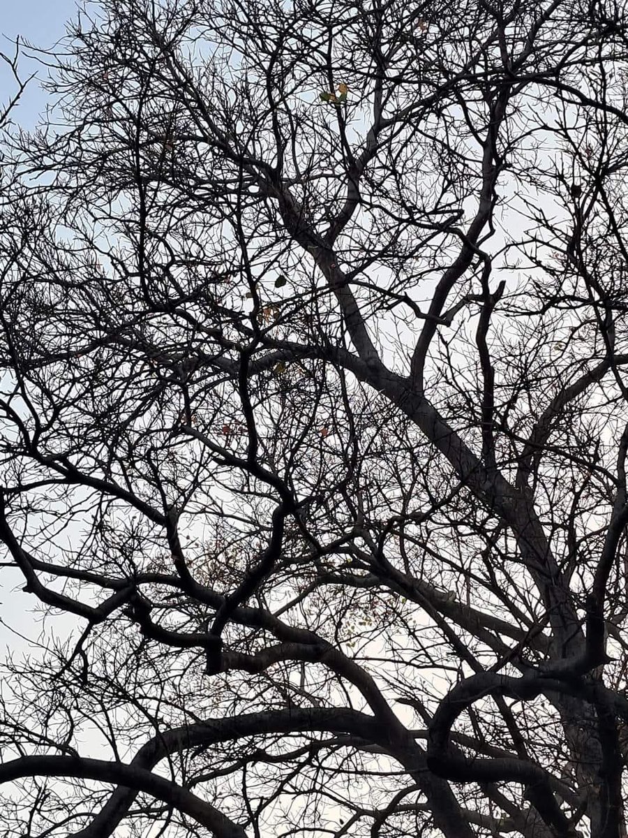 lightseekerusha's tweet photo. Even without leaves,
the tree keeps reaching—
quietly sketching hope
across the evening sky.
Some silences are not empty;
they are simply waiting
for their season to bloom.

#NatureDiary #EveningSky #QuietGrowth #Stillness #SkyNotes https://t.co/LFXJry52dN