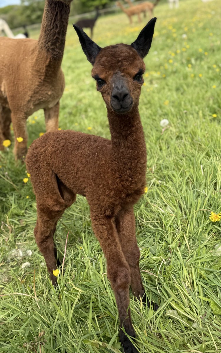Barnacre Alpacas tweet media