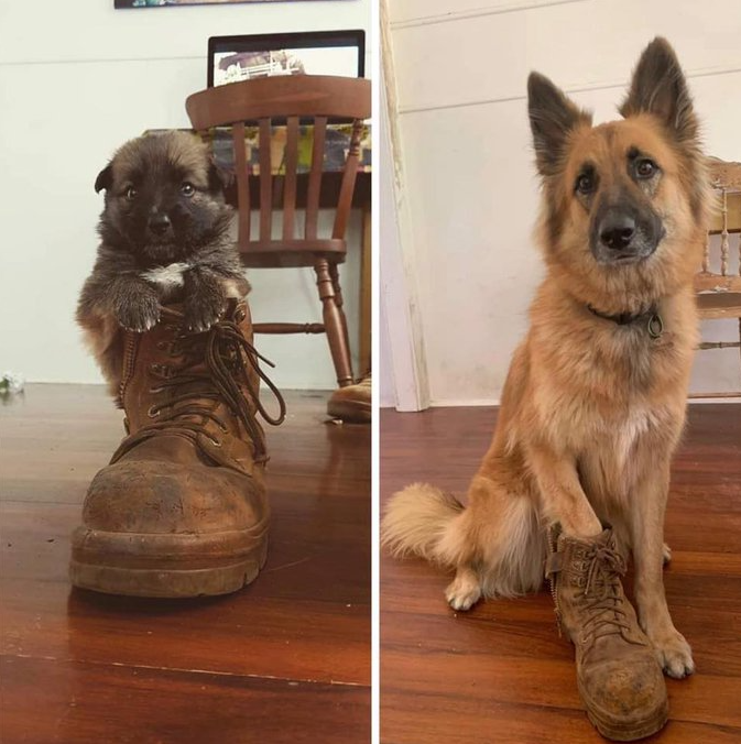 Tweets of Dogs tweet media