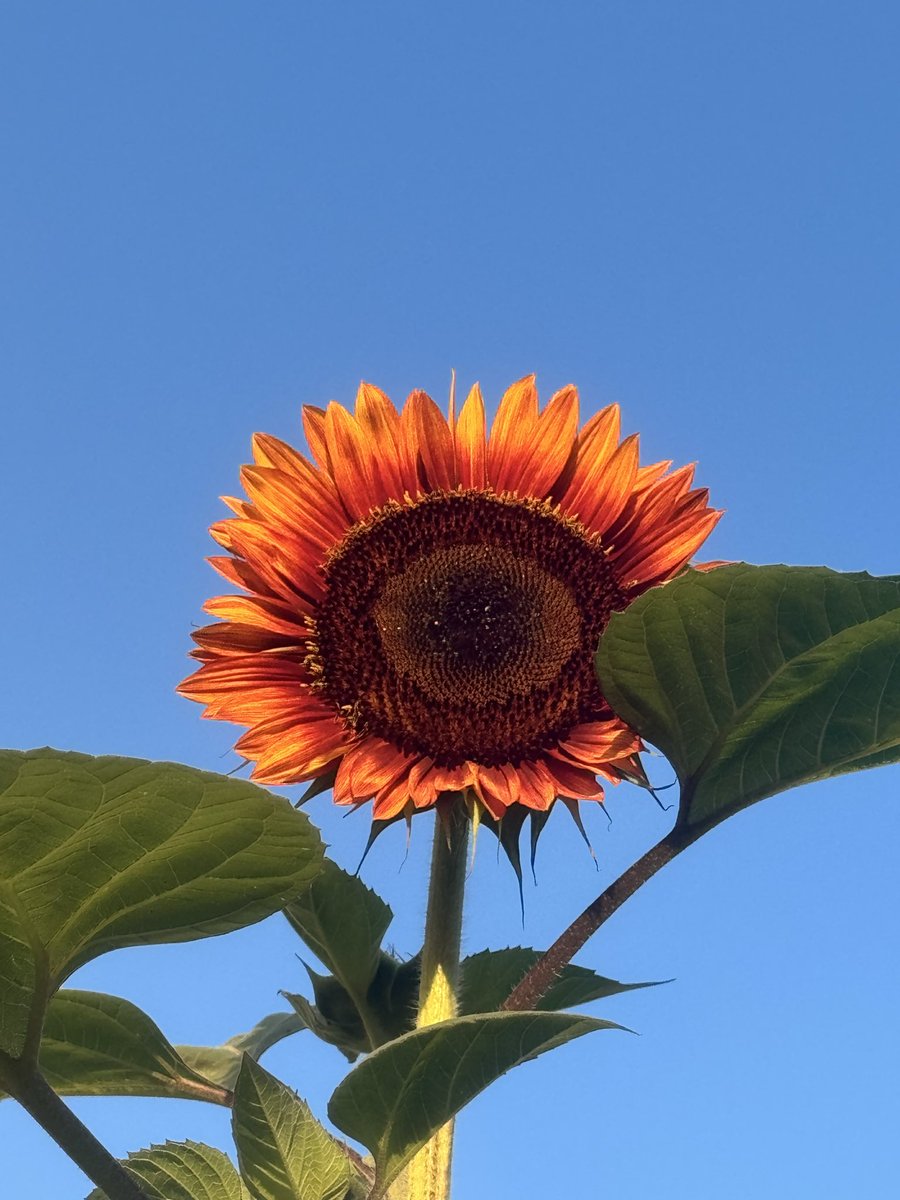 YoMynte's tweet photo. LIVE LATER? maybe…🌻

#twitch #streamer #sunflower #live #games https://t.co/LZwostFhcE