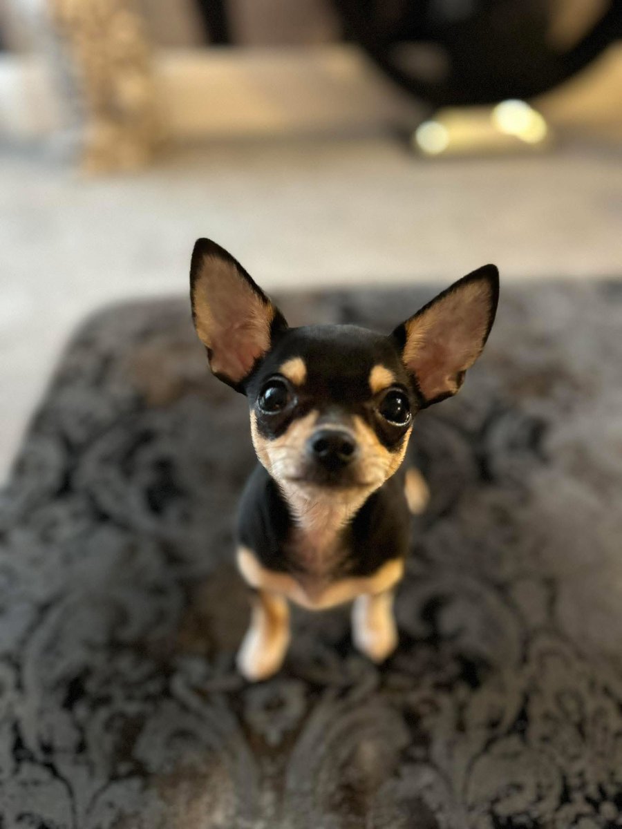 sumuhardy's tweet photo. The cutest boy in the world. #puppy https://t.co/7CQa1oJC2J