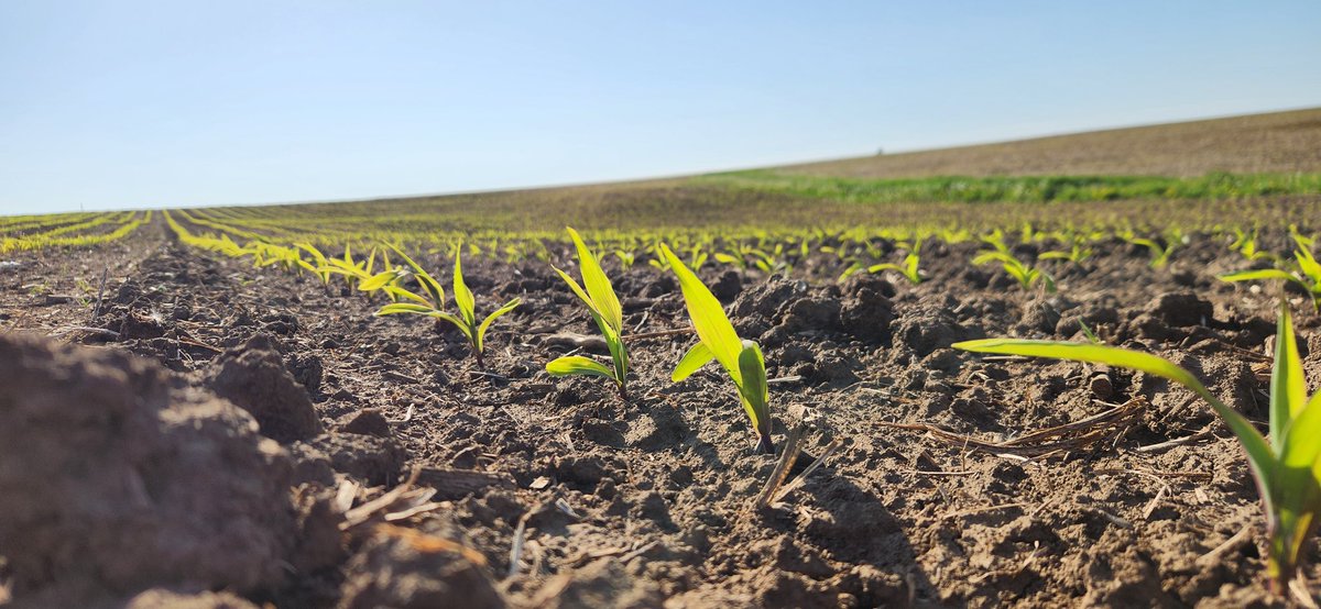 brad_mry's tweet photo. Soybeans popping through in 6 days, and no rain, corn stands 👀👍 #caseih #pooneerseeds #farmlife #plant2026 #plant26 https://t.co/zeO28J5Ur6