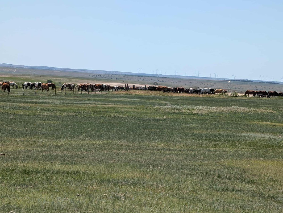 Salvation Wild Mustang Sanctuary tweet media