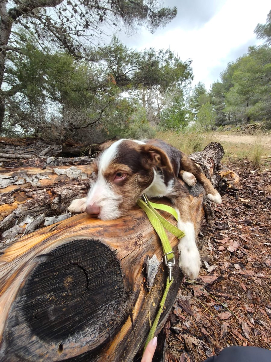 Protectora La Nucia tweet media
